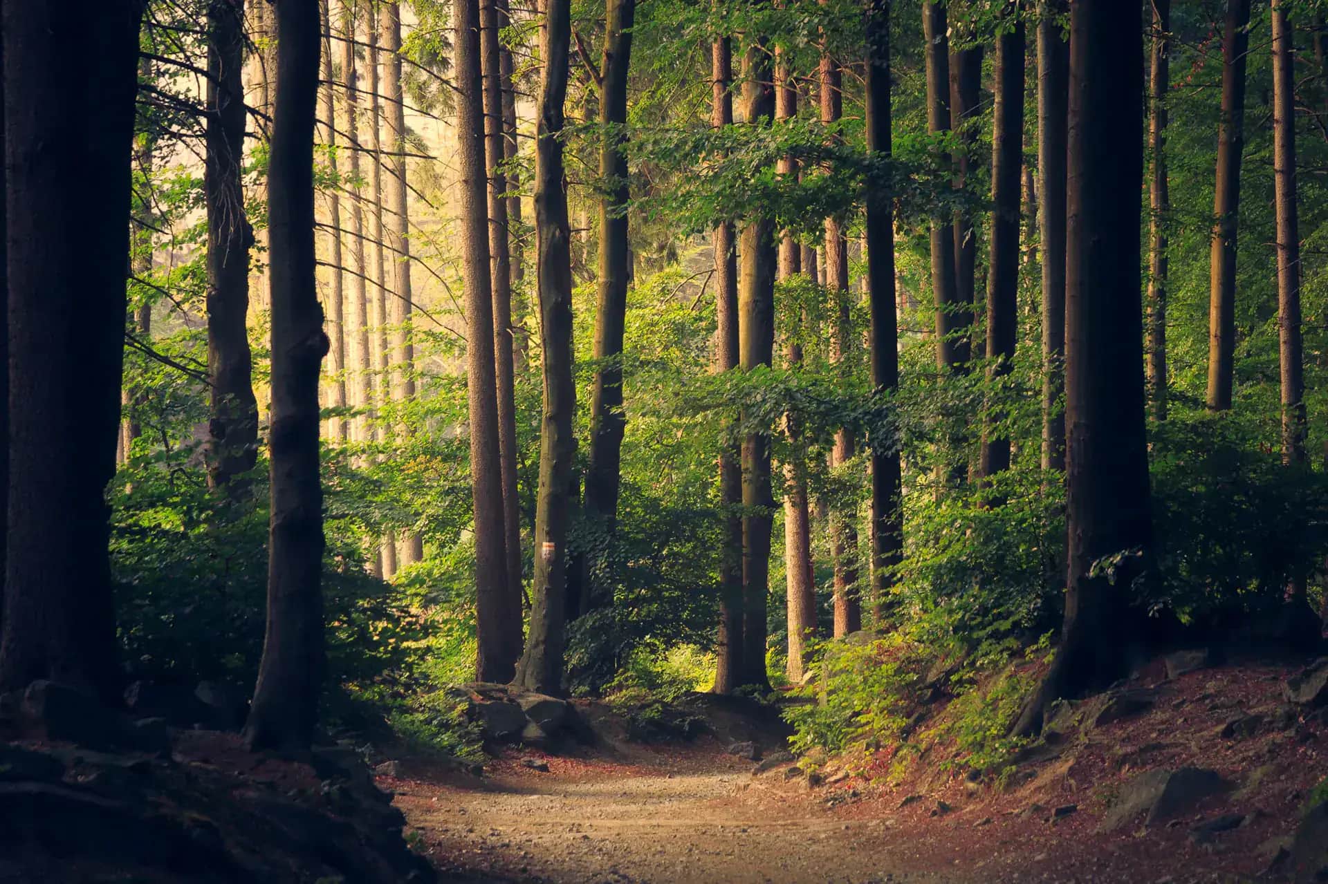 Nestling Woods Kasauli - Premium 1 BHK & Studio Apartments surrounded by Pine Reserves